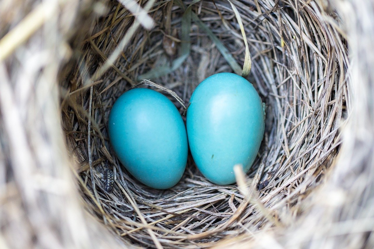 two blue eggs in a bird's nest