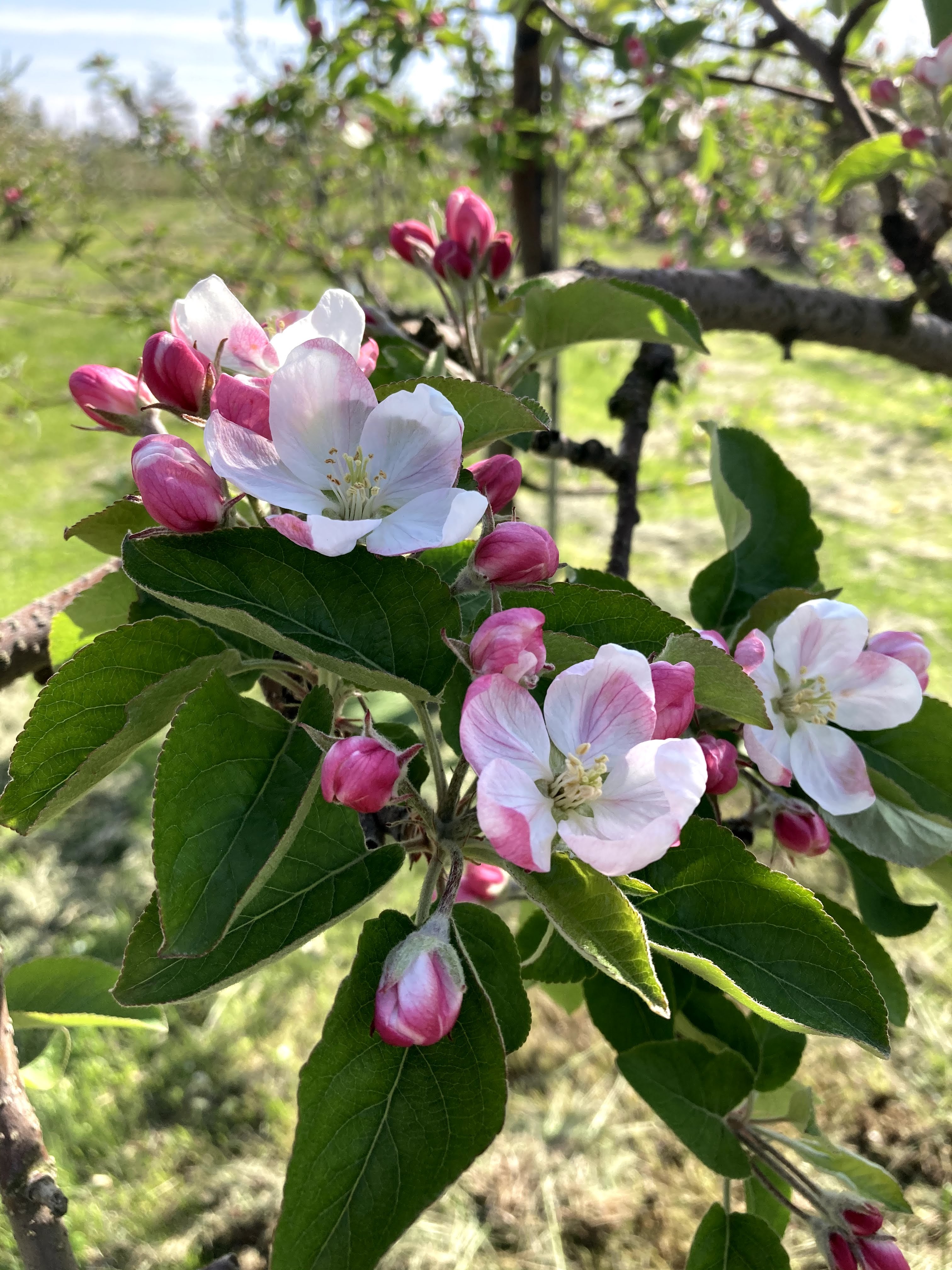 Apple Blossoms (Treasure Box 12)