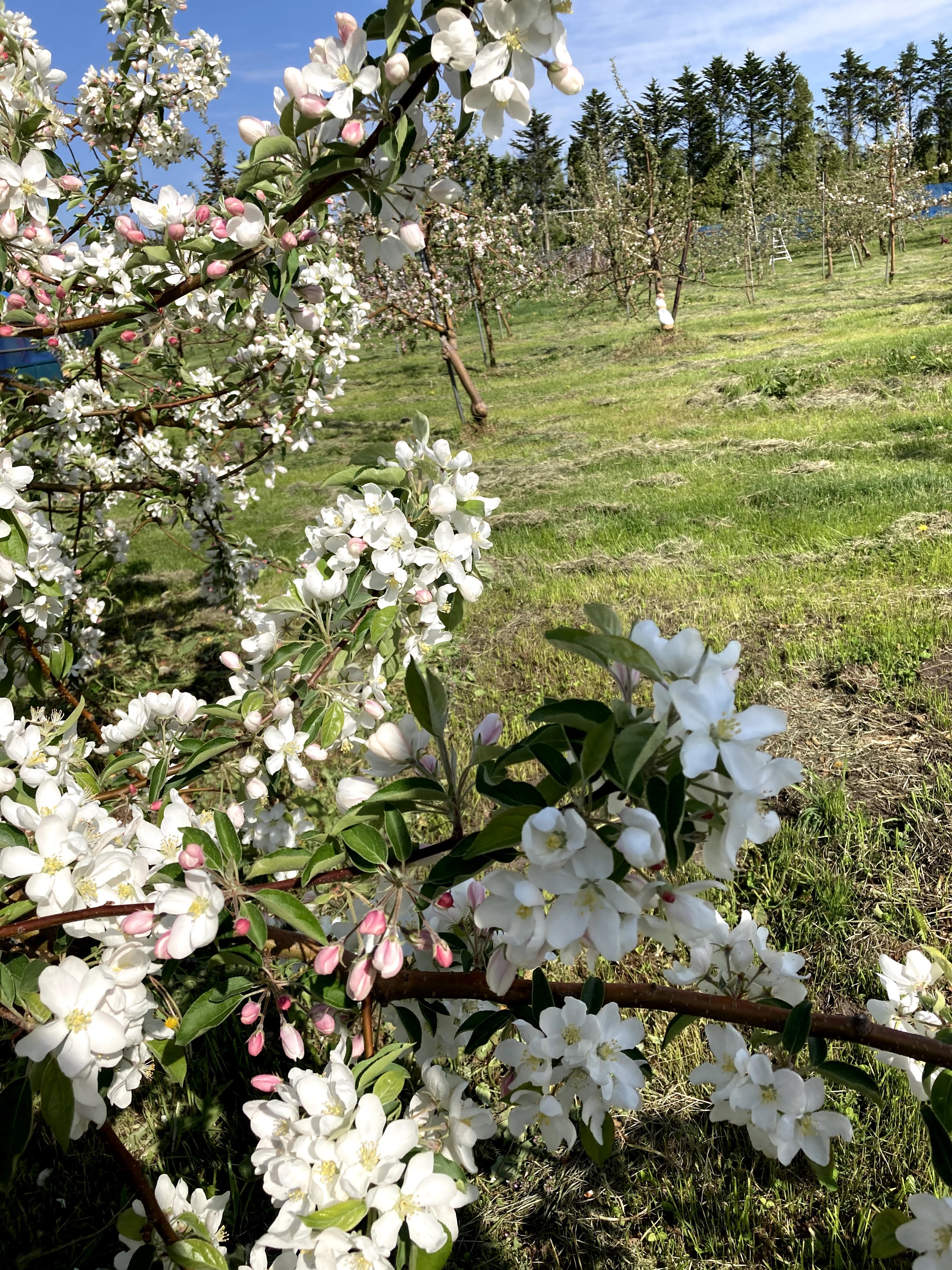 apple blossoms in apple farm
