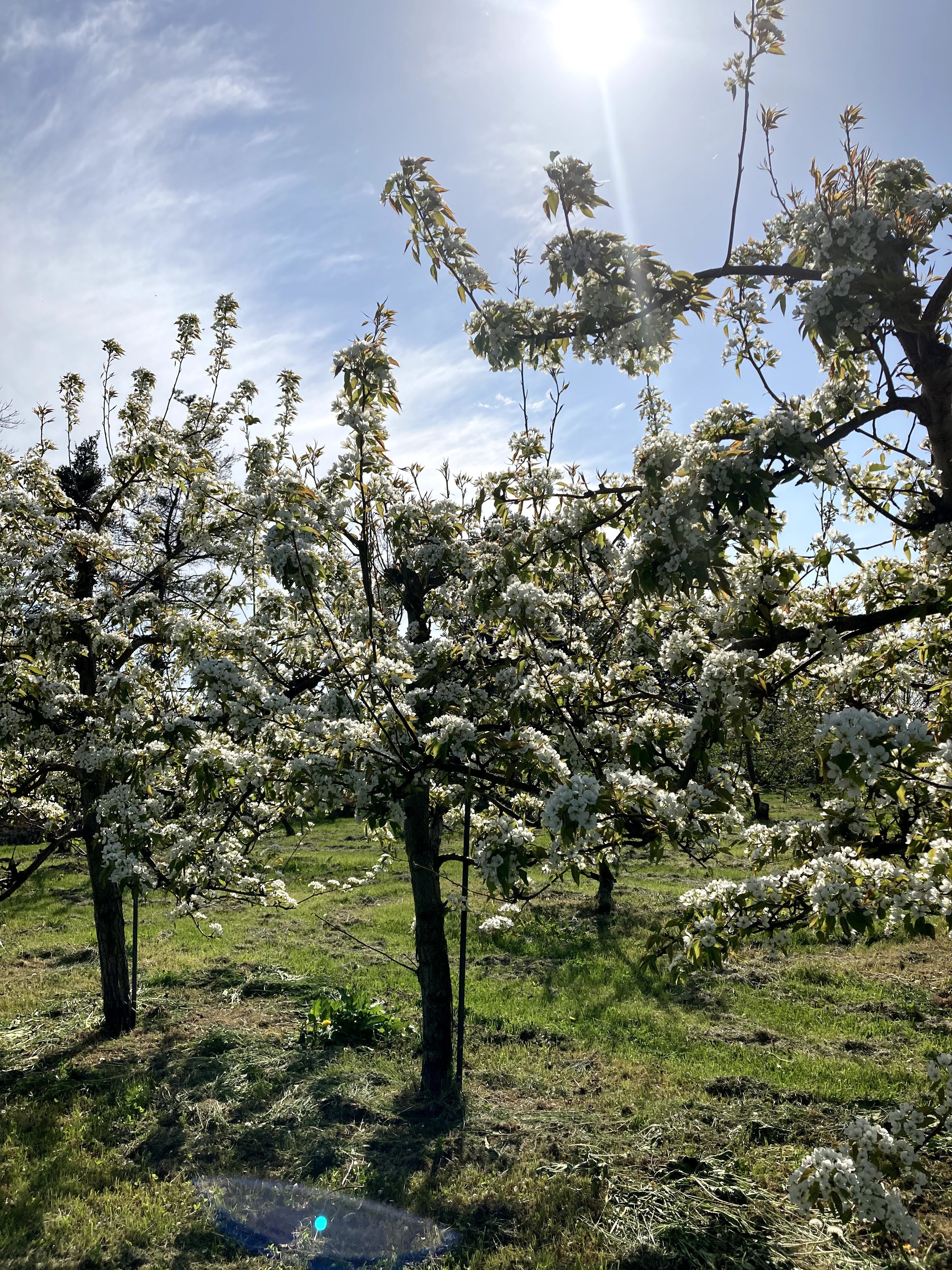 apple trees blossoming