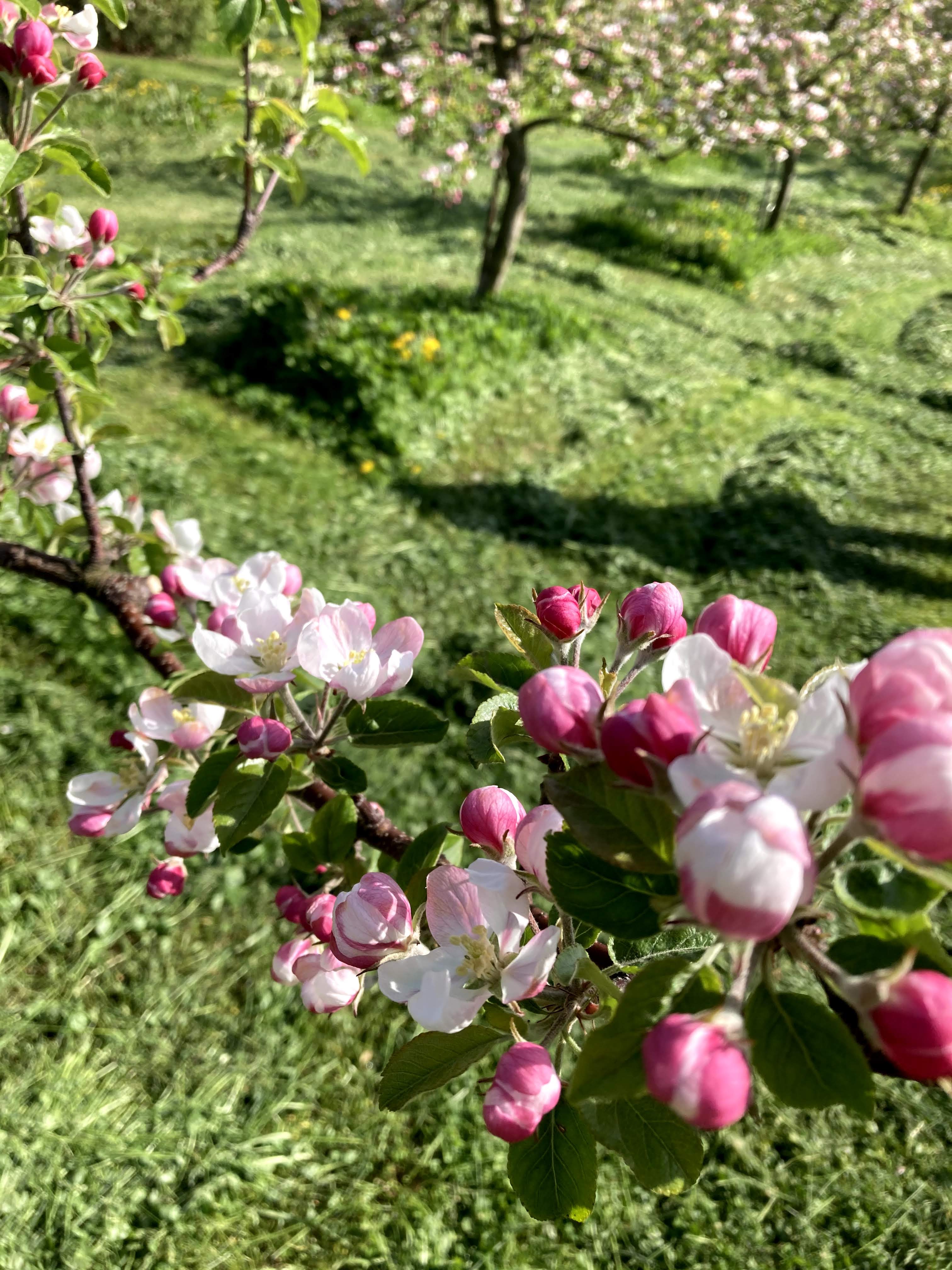 pink apple blossoms