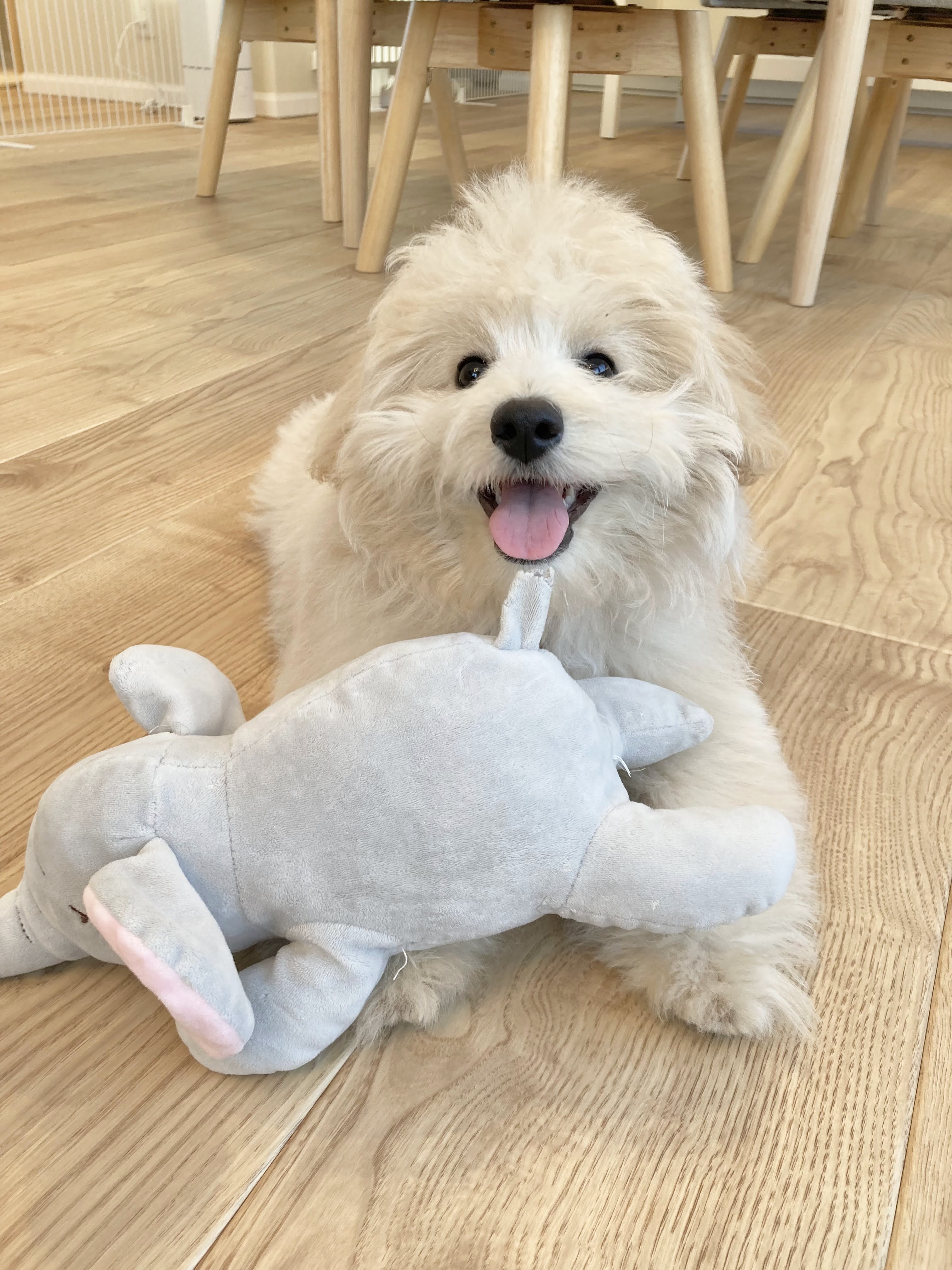 Forte smiling with his favorite stuffed toy of an elephant
