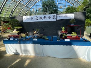 Bonsai display