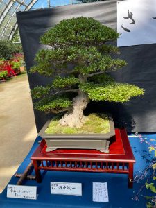 a single bonsai tree