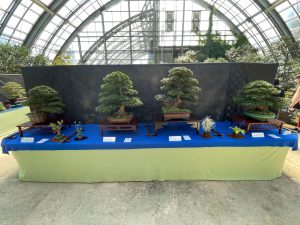bonsai display
